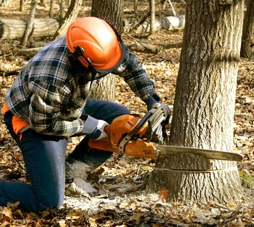 Tree Removal in Glade, KS